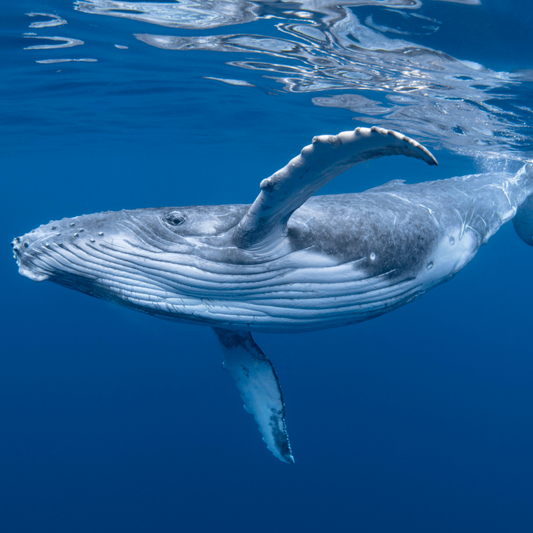 1 day Humpback Whale Swim Tongatapu Island