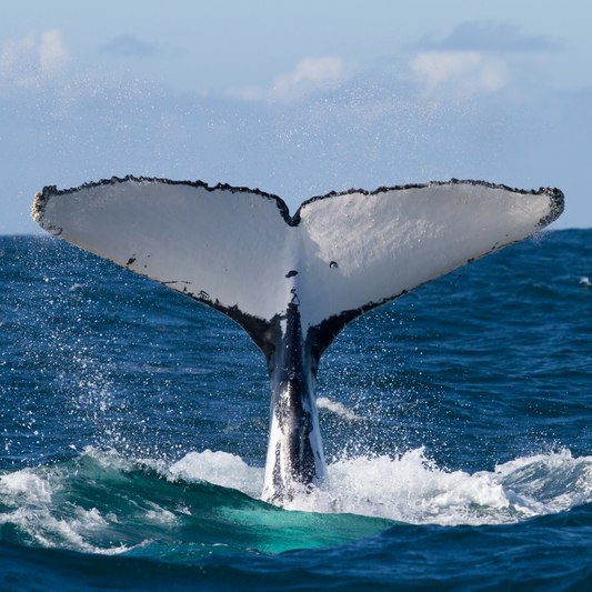 Whale Swim Private Charter